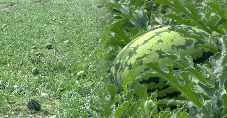 তরমুজের চাষ